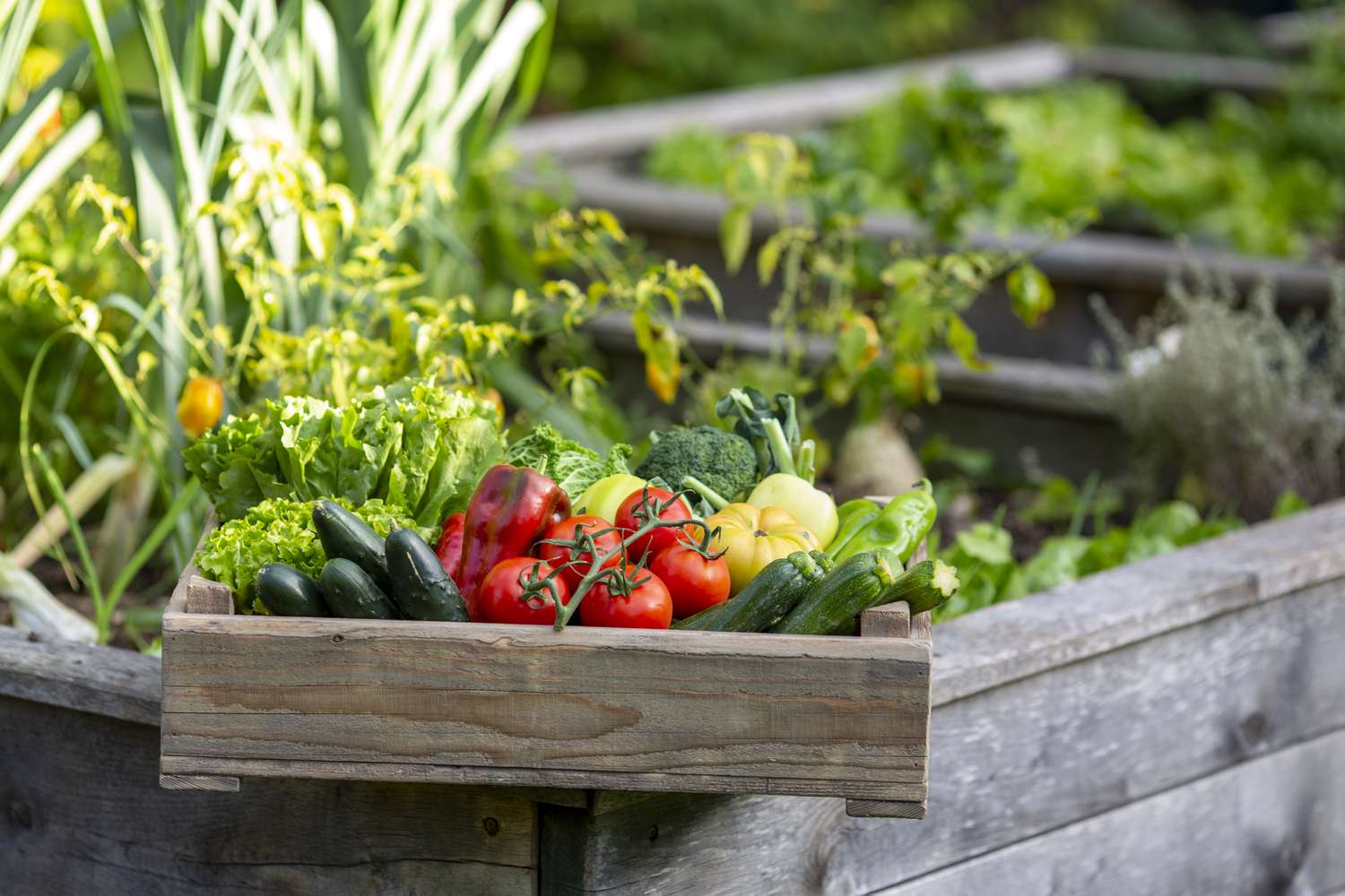 Home Gardening: Healthy Recipes Using Freshly Grown Ingredients